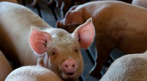 Consultation du public sur le projet de décret modifiant la nomenclature des installations classées pour la protection de l’environnement