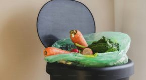 Les enseignes de jardinerie et de bricolage sont-elles de bon conseil ?