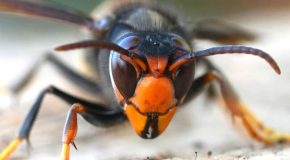 Frelons asiatiques – Comment les piéger en respectant la biodiversité