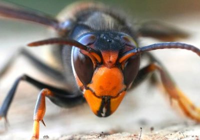 Frelons asiatiques – Comment les piéger en respectant la biodiversité